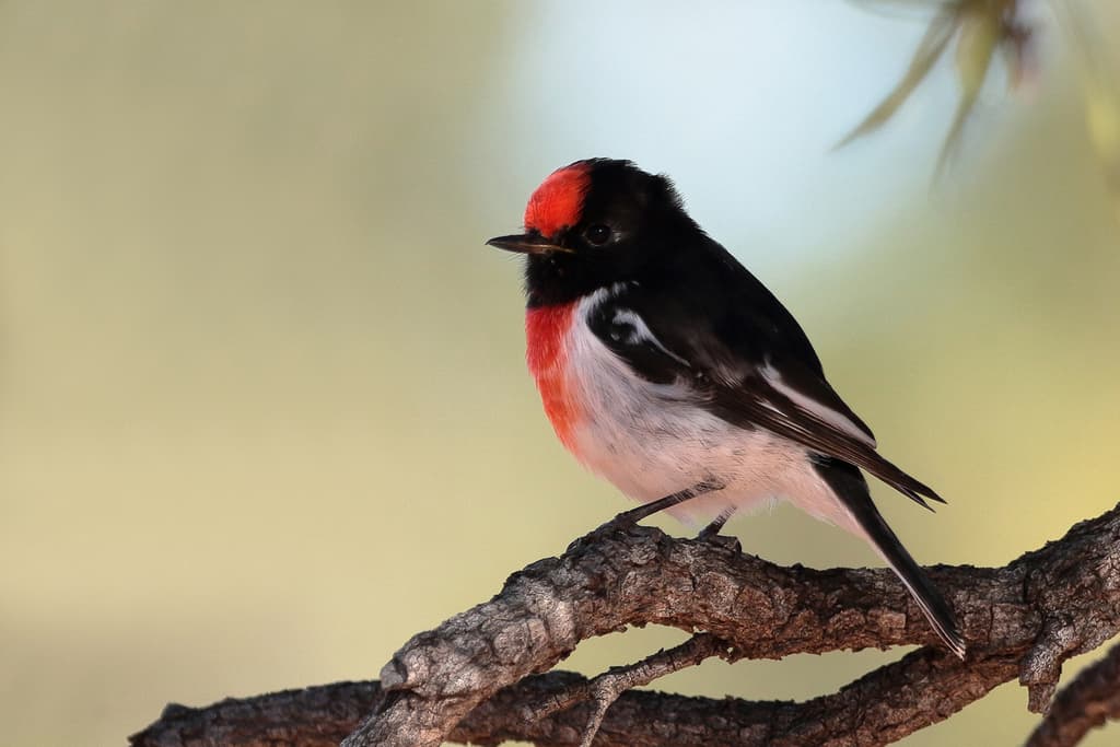 Red-capped Robin