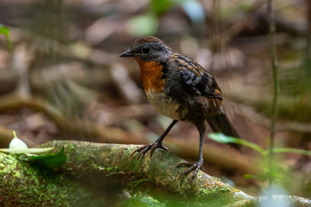 Australian Logrunner