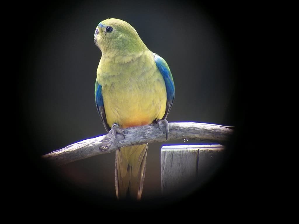 Orange-bellied Parrot