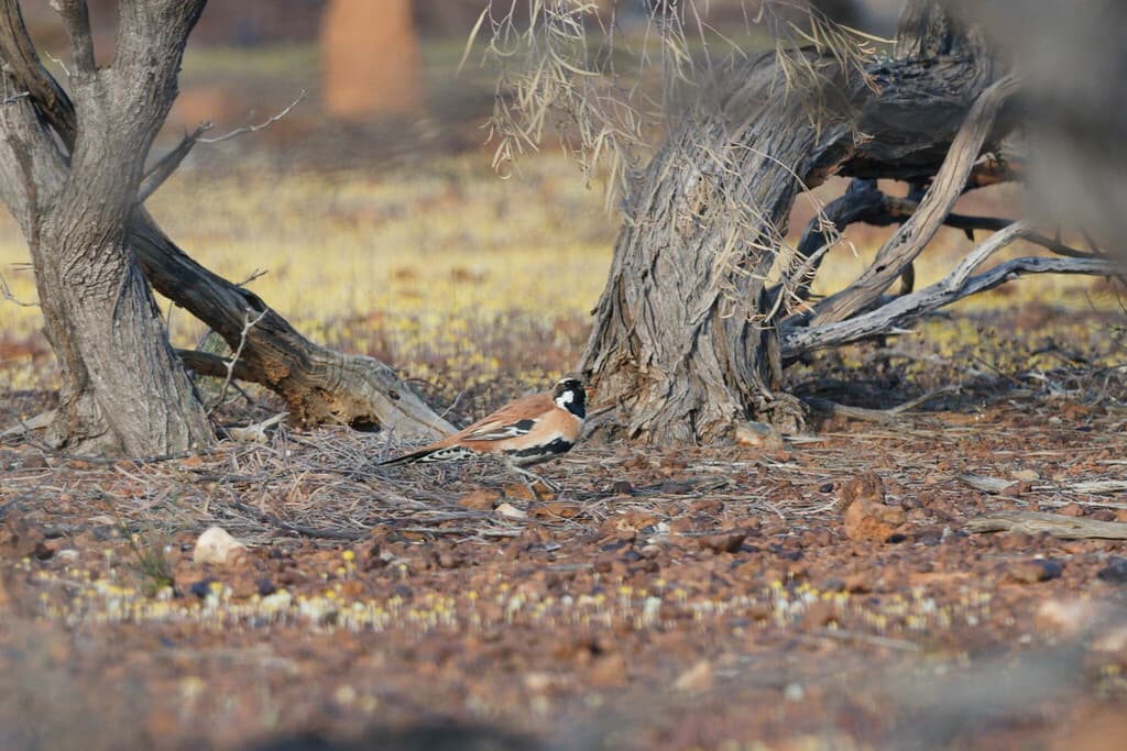 Western Quail-thrush