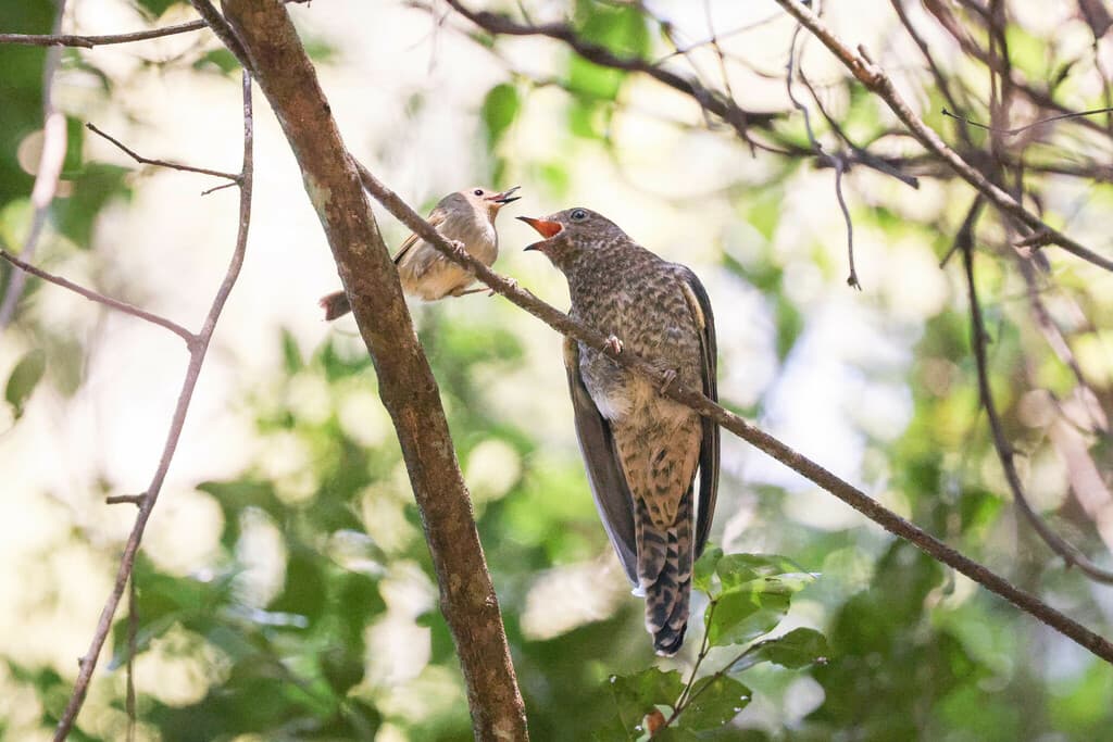 Fan-tailed Cuckoo