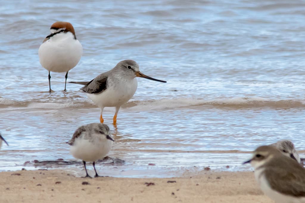 Terek Sandpiper