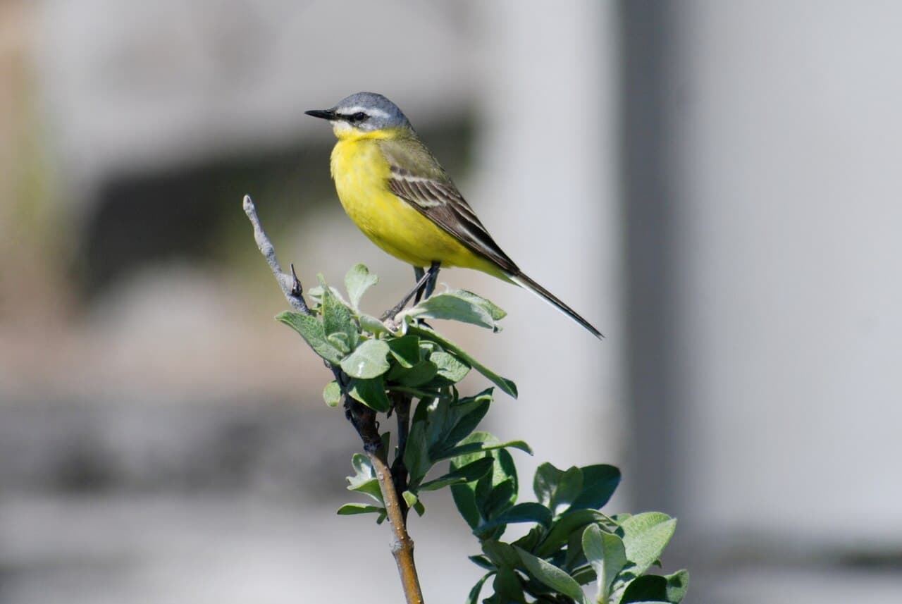 Eastern Yellow Wagtail