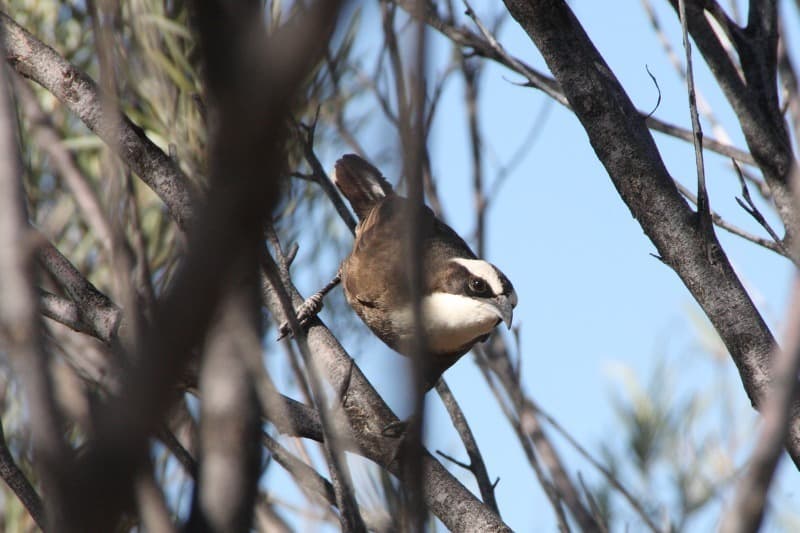 Hall's Babbler