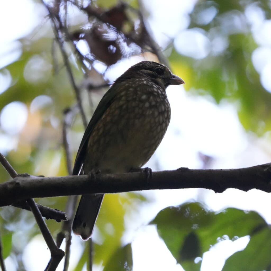 Spotted Catbird