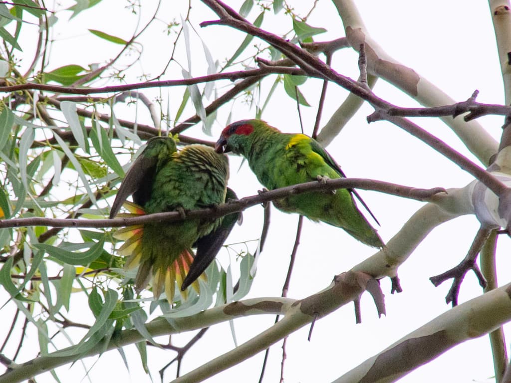 Musk Lorikeet