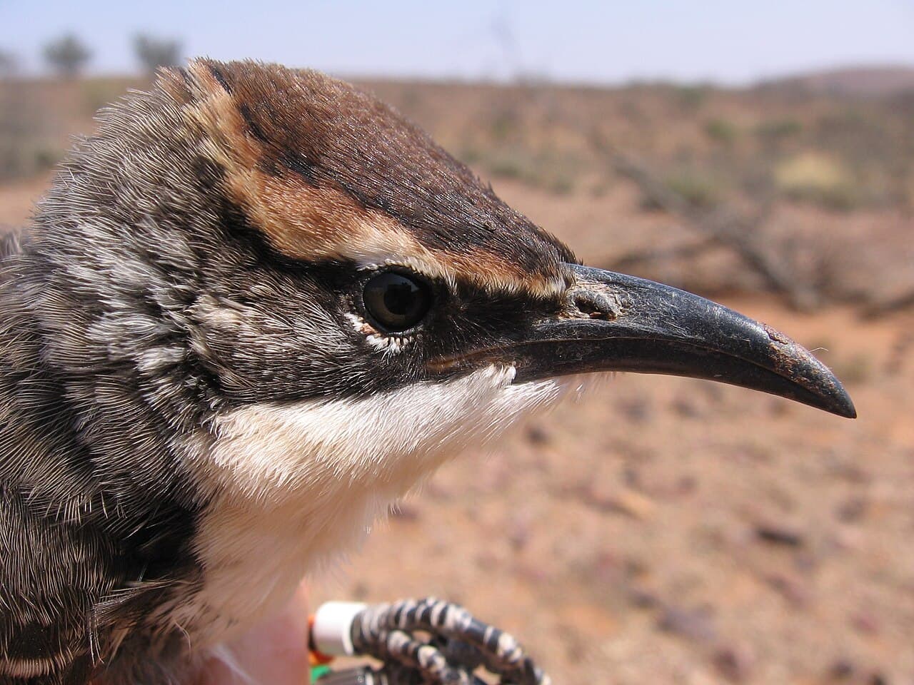 Chestnut-crowned Babbler