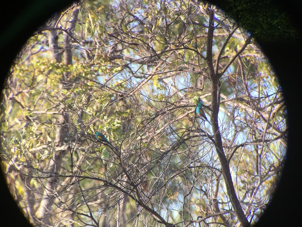 Golden-shouldered Parrot