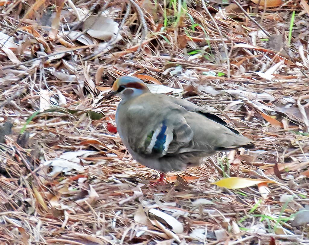 Brush Bronzewing