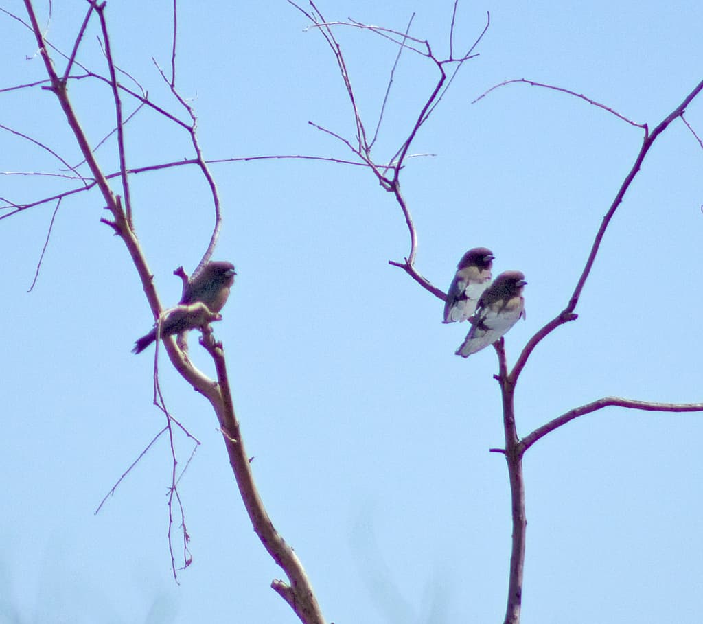 Little Woodswallow