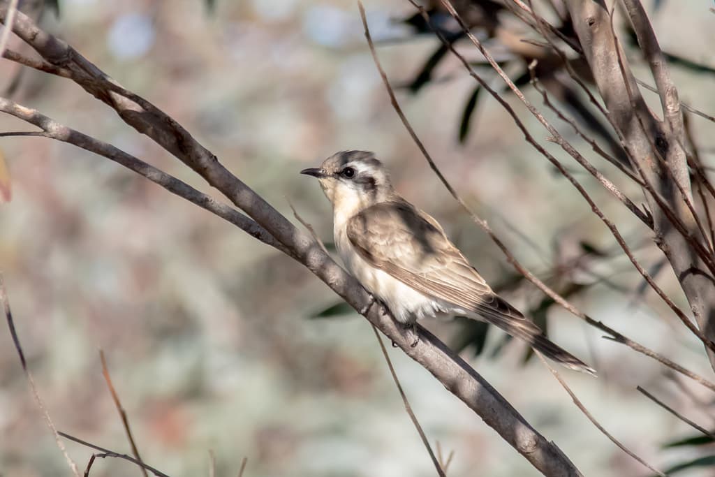Black-eared Cuckoo