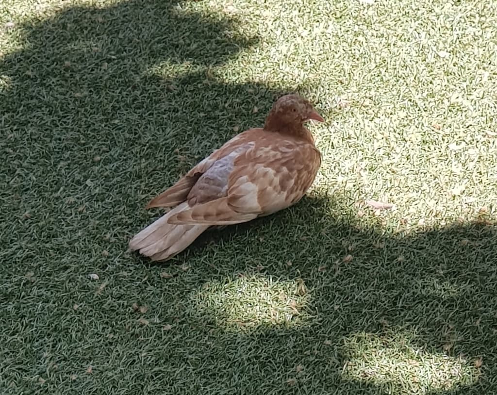 Rock Pigeon