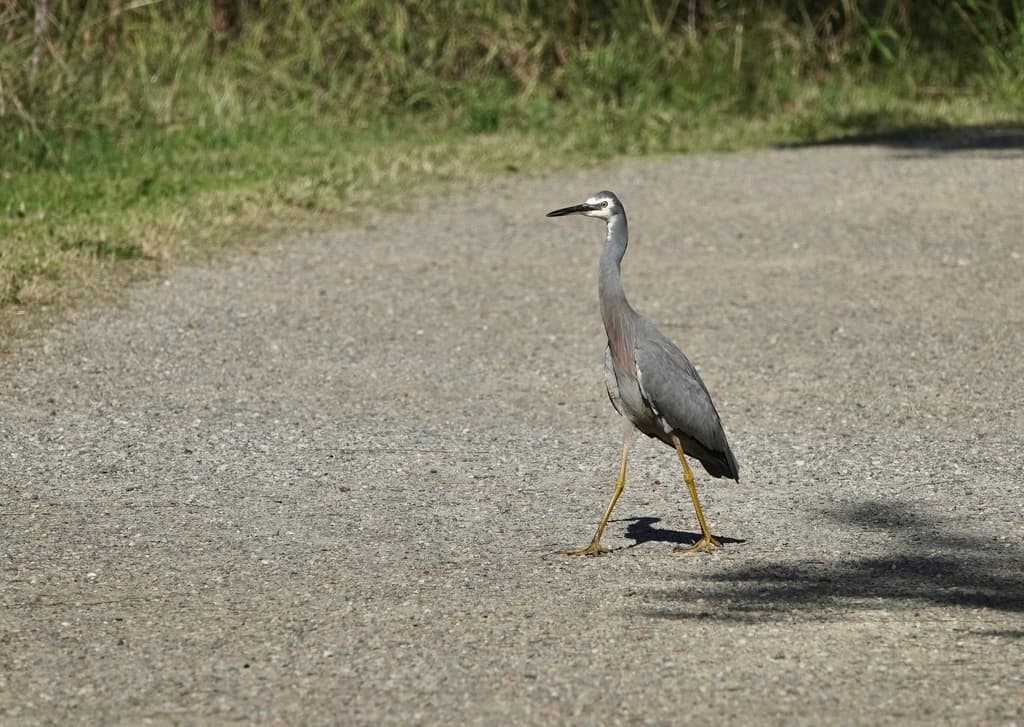 White-faced Heron