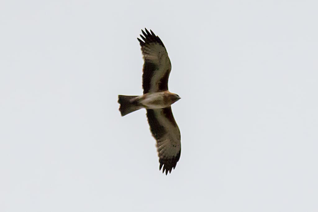 Little Eagle