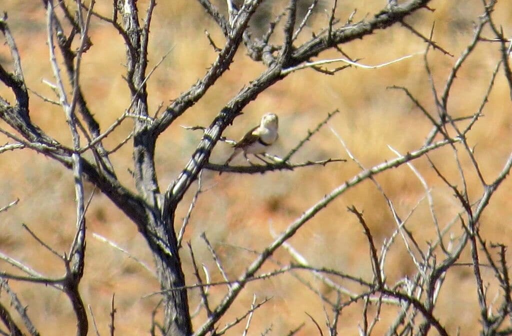 Banded Whiteface