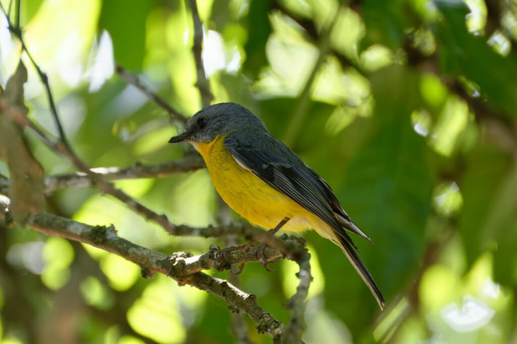 Eastern Yellow Robin