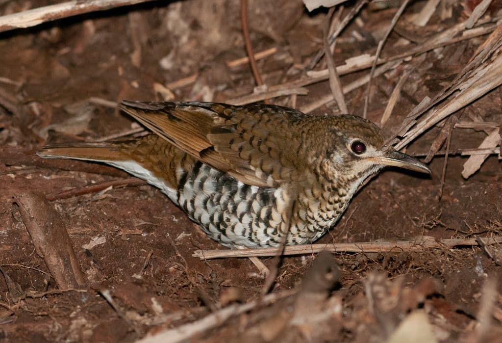 Russet-tailed Thrush