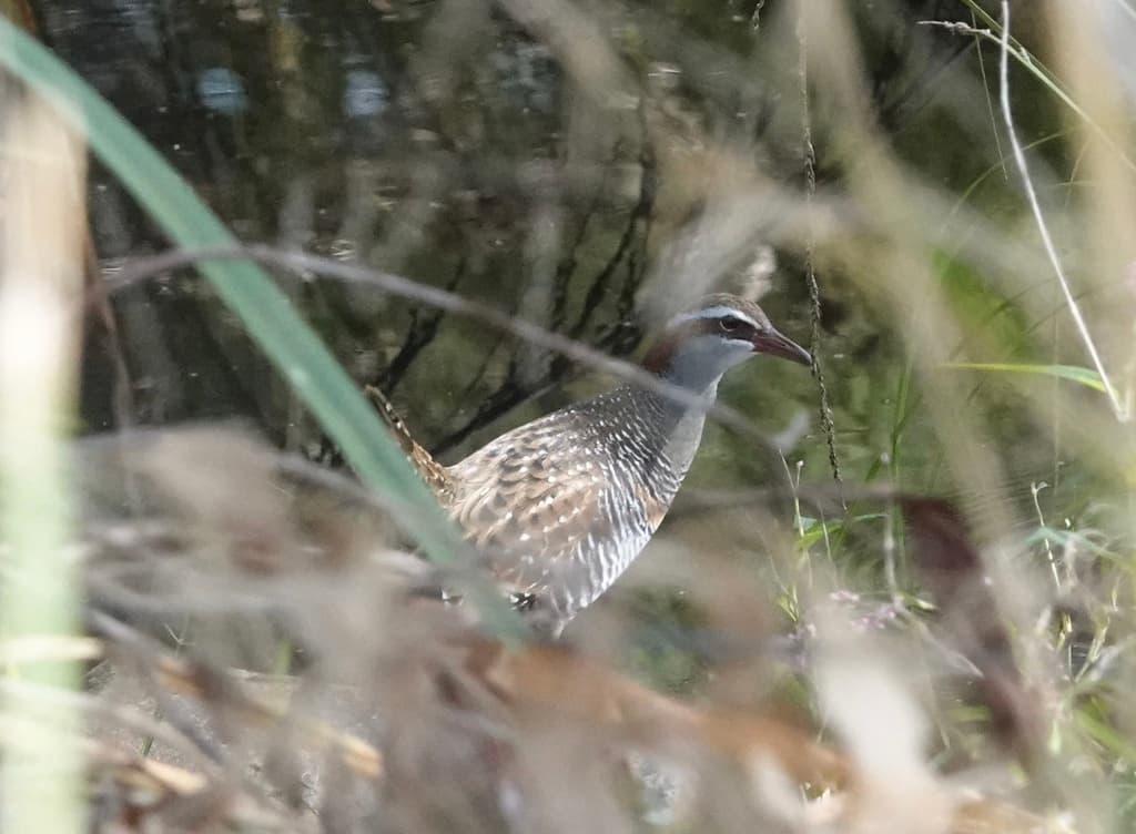 Buff-banded Rail