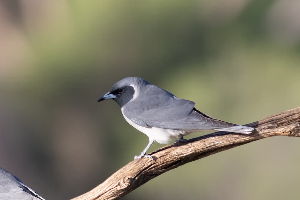 Masked Woodswallow