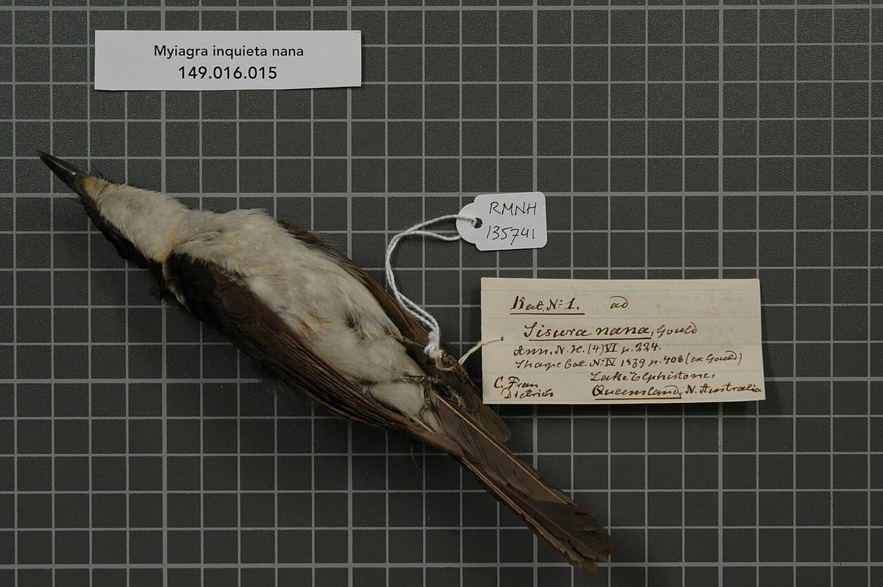 Paperbark Flycatcher