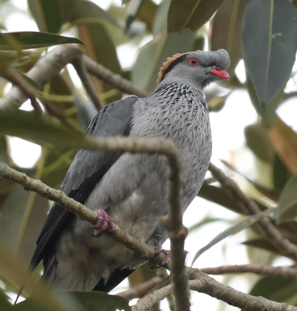 Topknot Pigeon