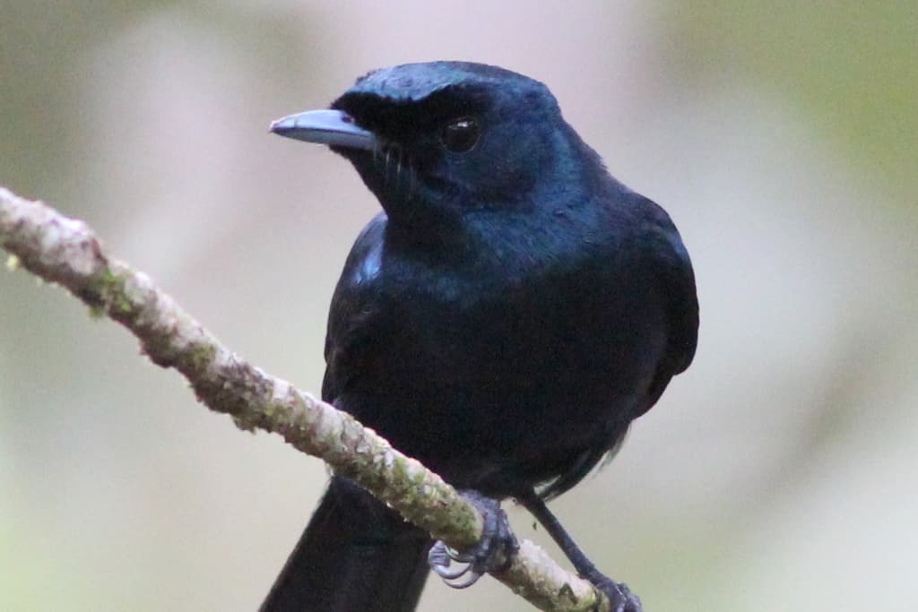 Shining Flycatcher
