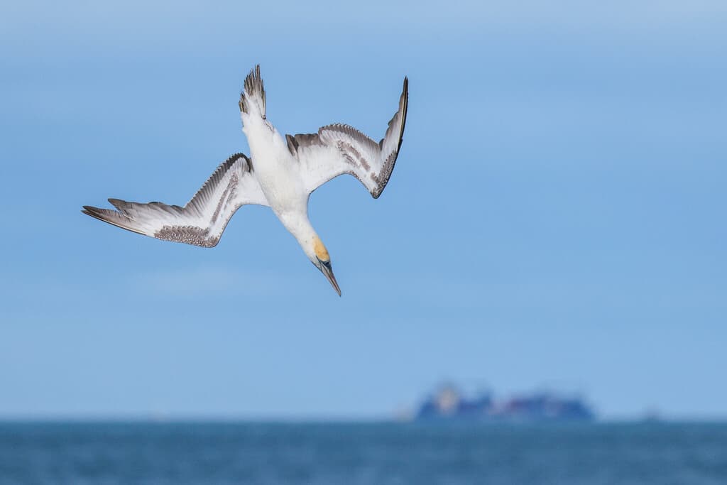 Australasian Gannet
