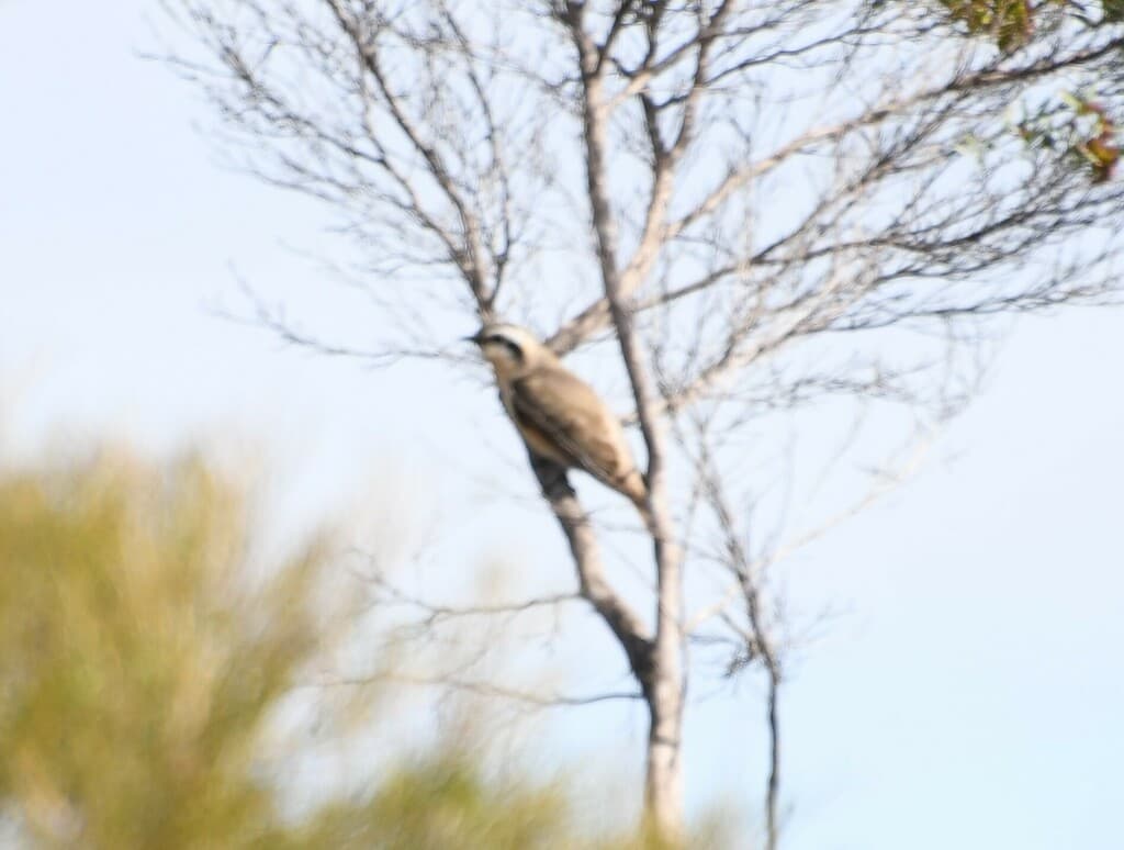 Black-eared Cuckoo