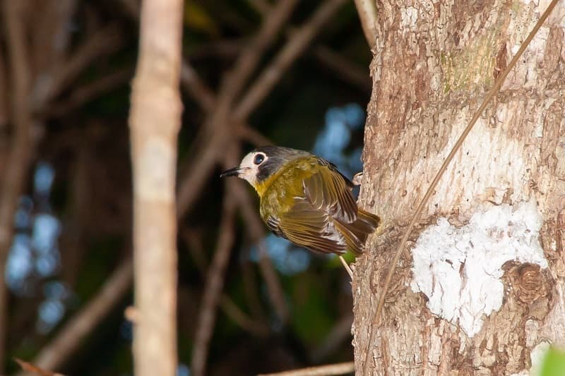 White-faced Robin