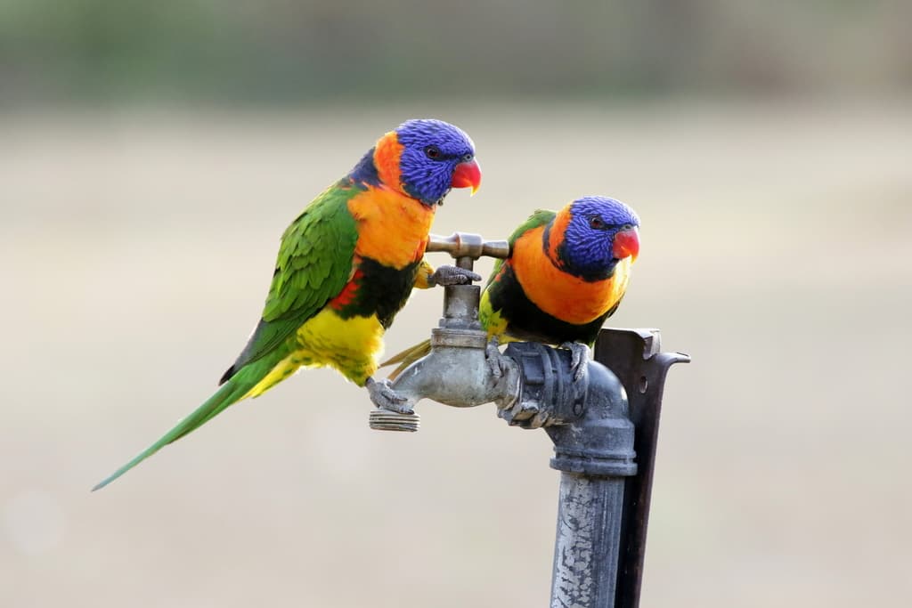 Red-collared Lorikeet