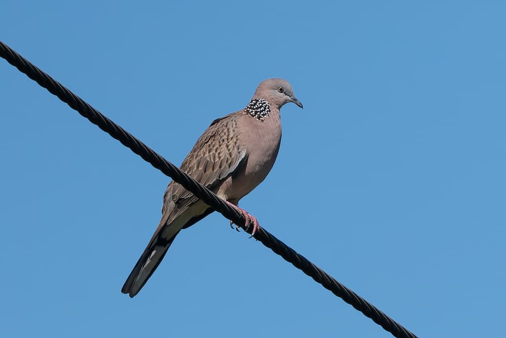 Spotted Dove