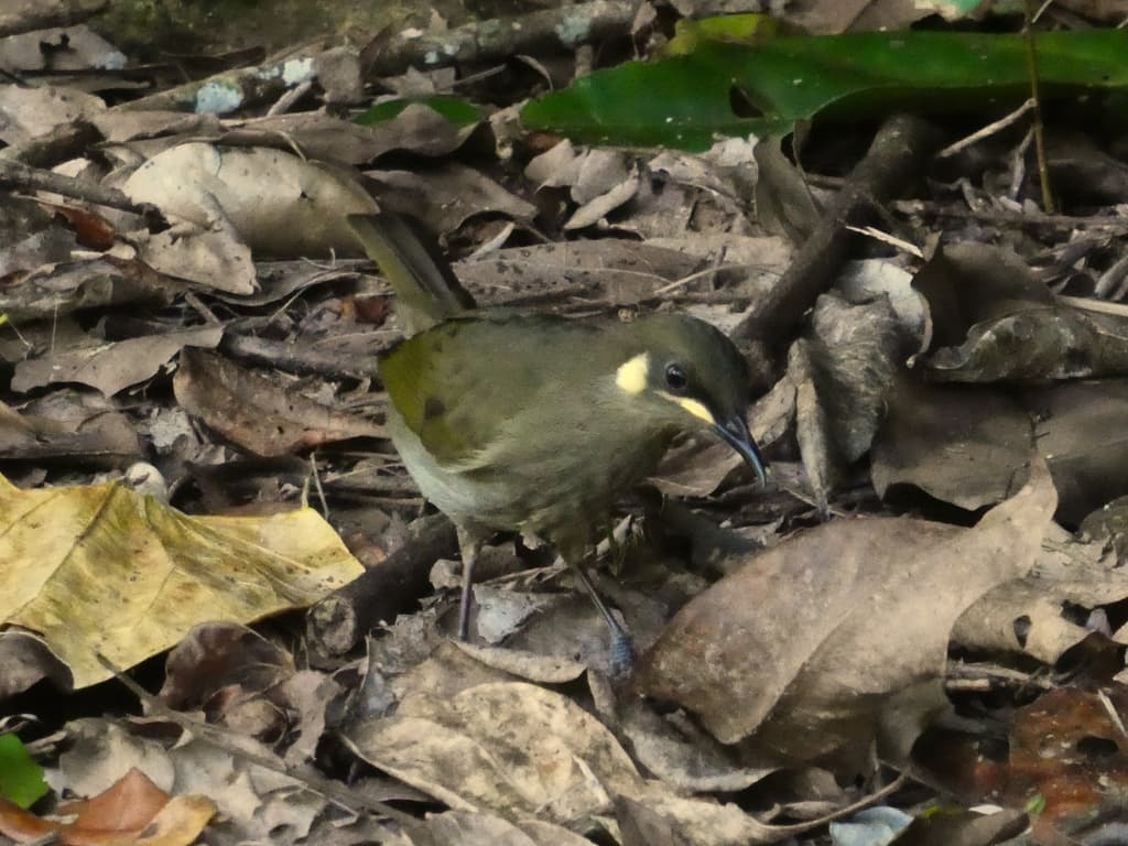 Yellow-spotted Honeyeater