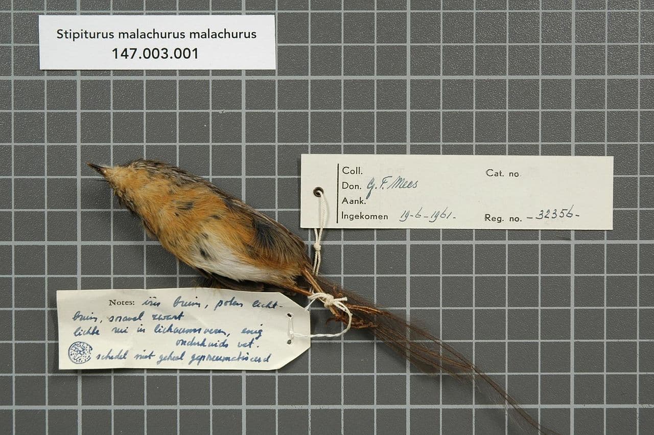 Southern Emu-wren
