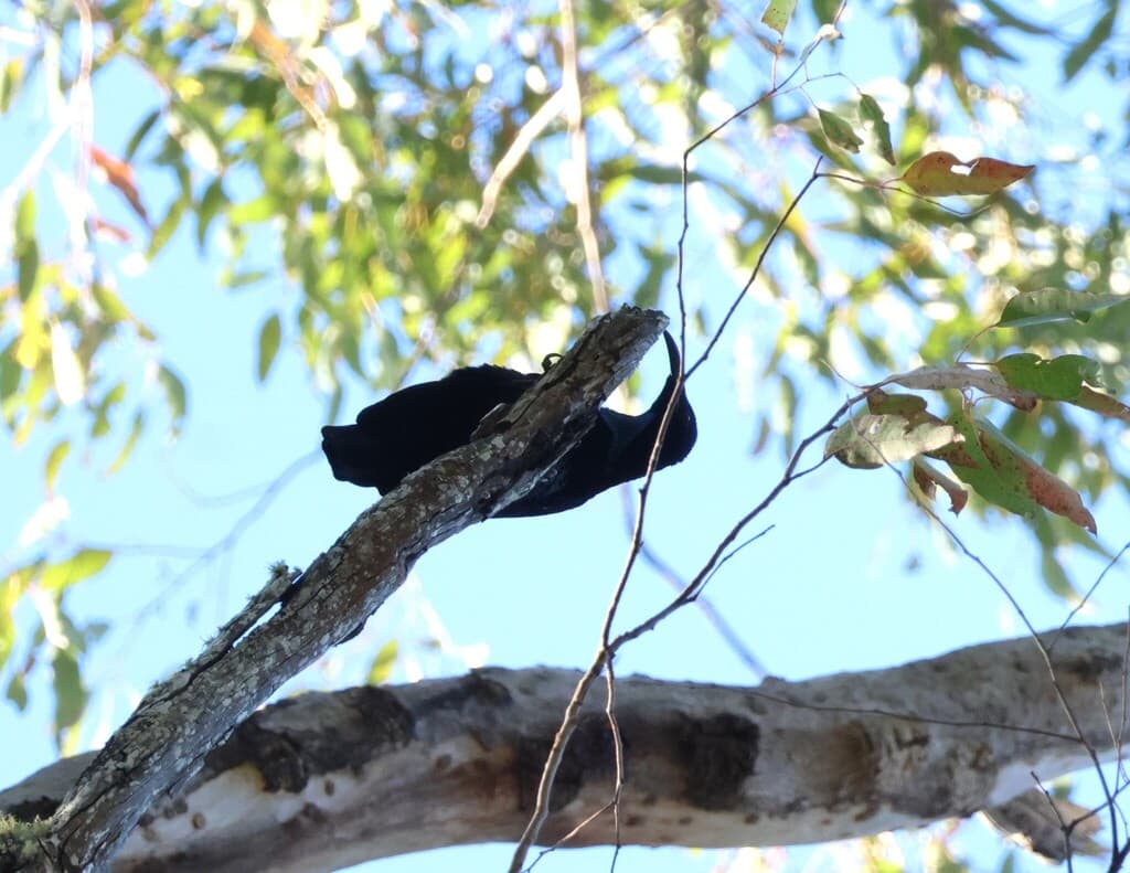 Paradise Riflebird