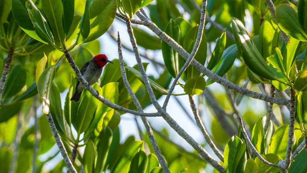 Red-headed Myzomela