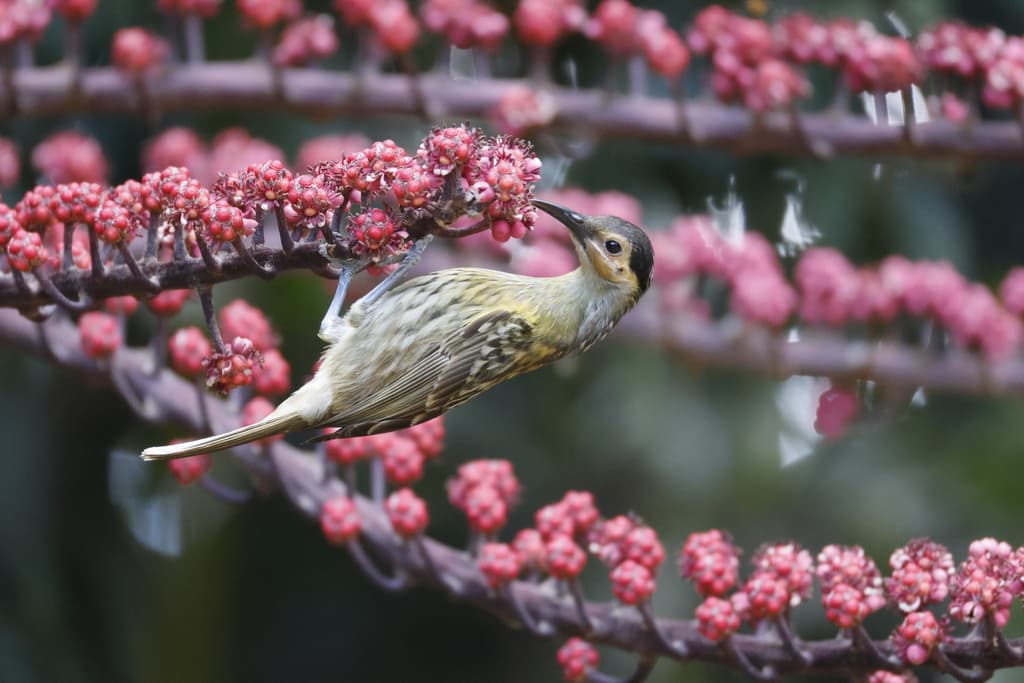 Macleay's Honeyeater