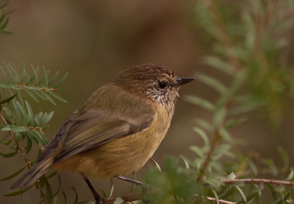 Striated Thornbill