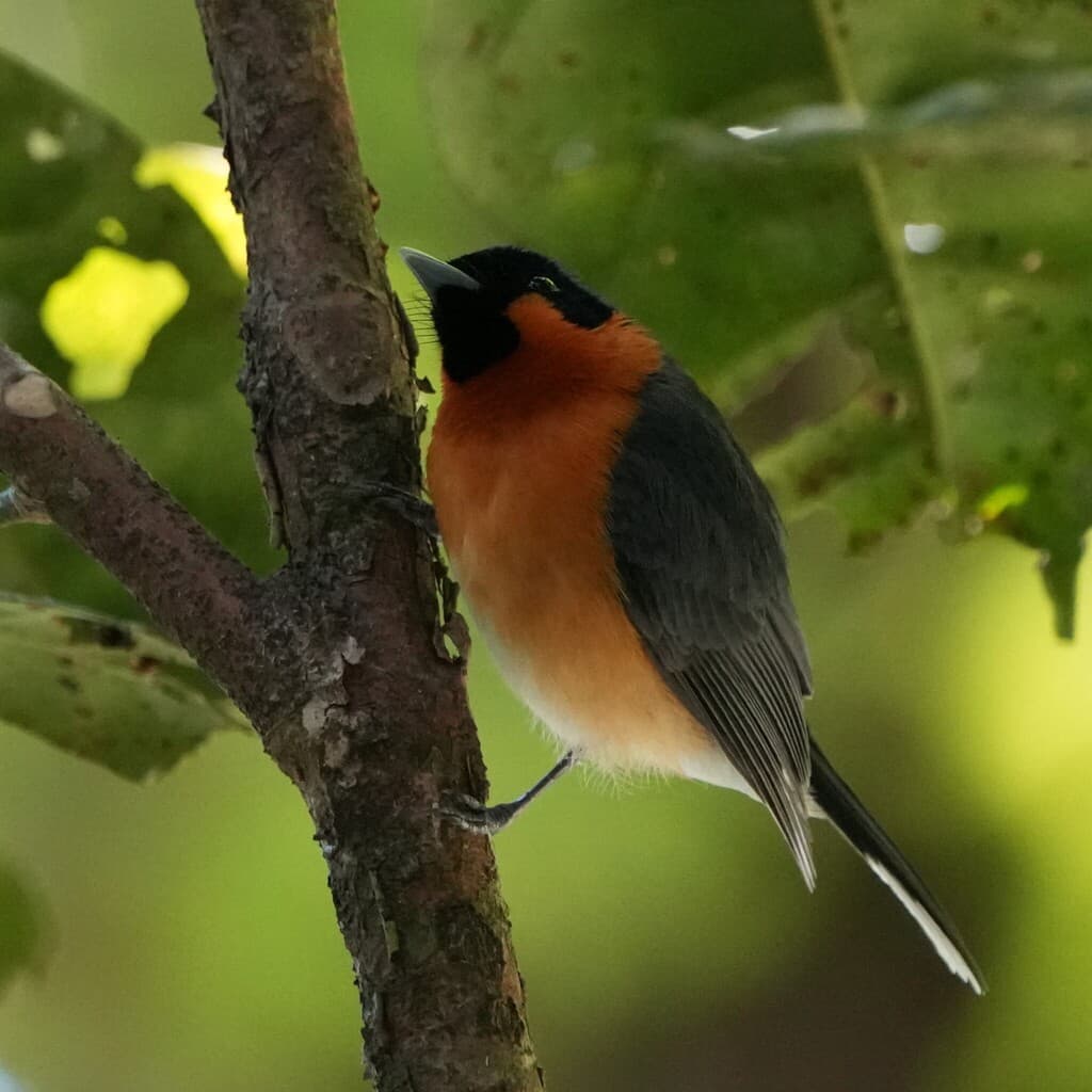 Spectacled Monarch