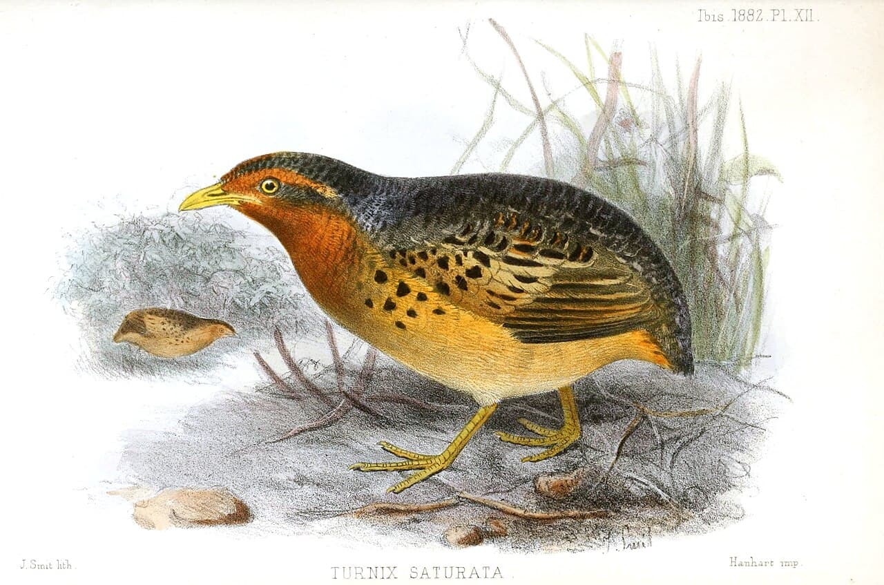 Red-backed Buttonquail
