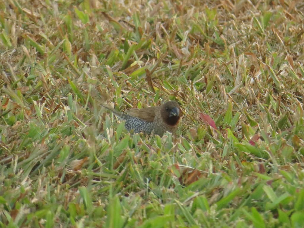 Scaly-breasted Munia