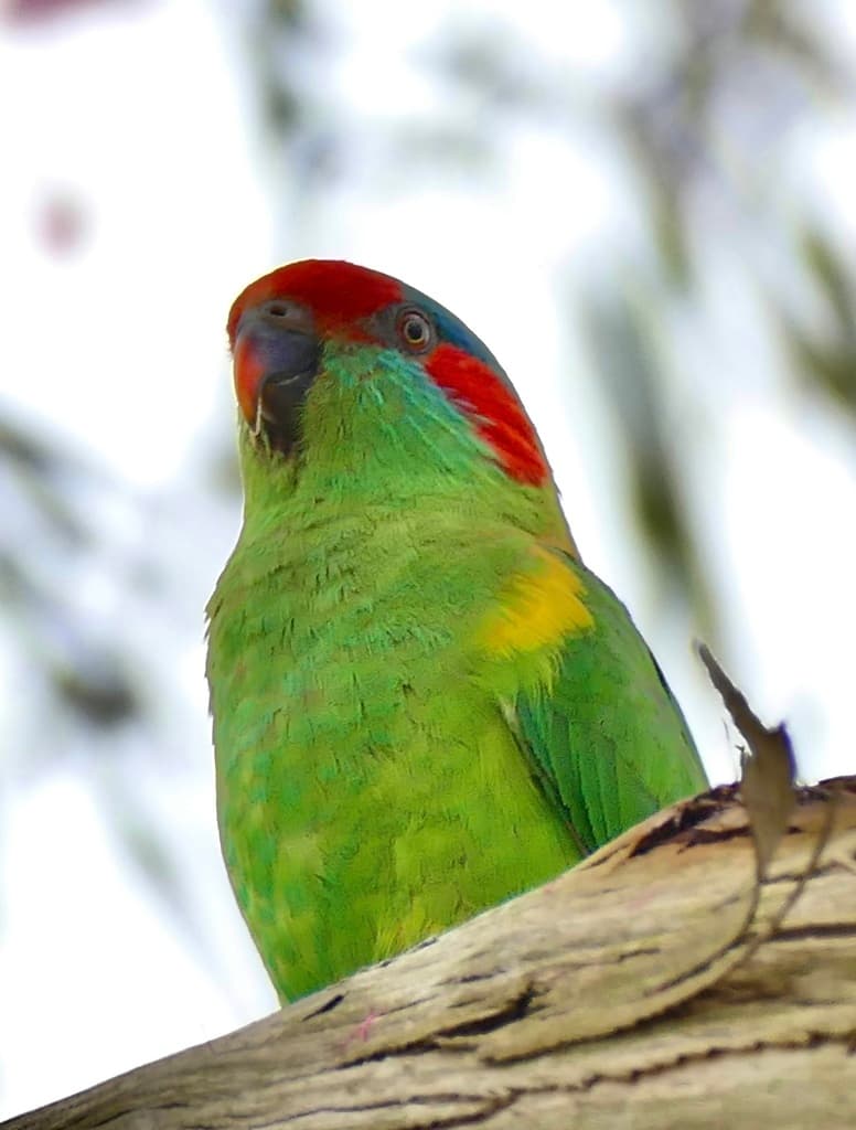 Musk Lorikeet
