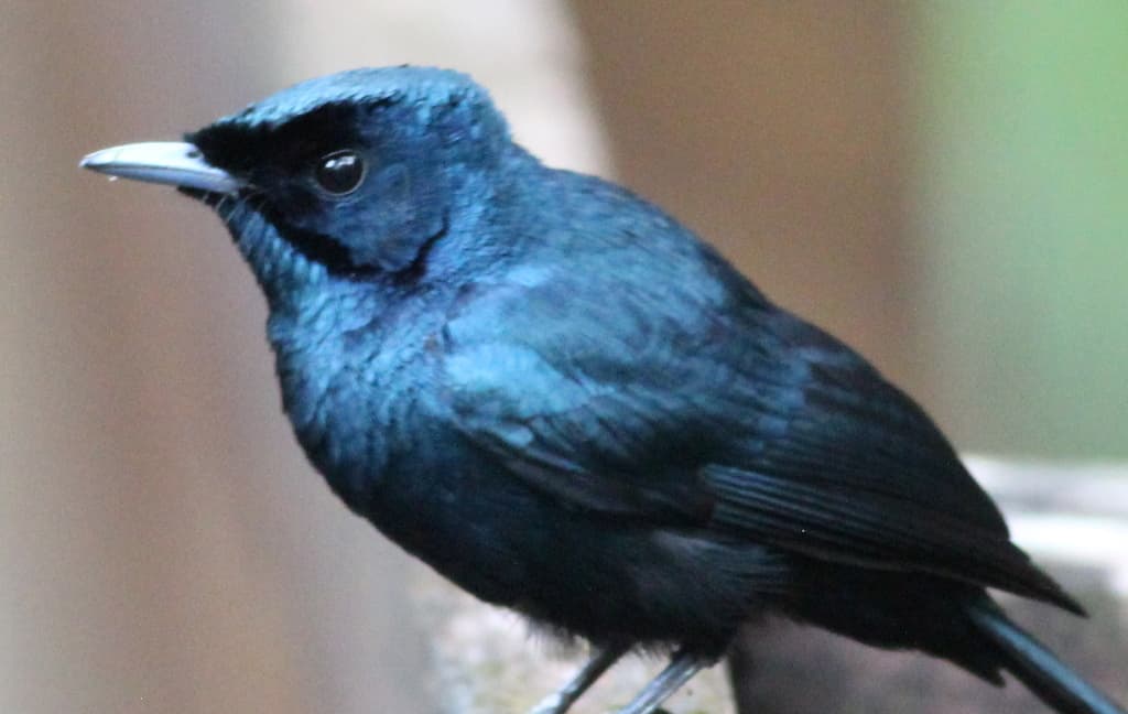 Shining Flycatcher