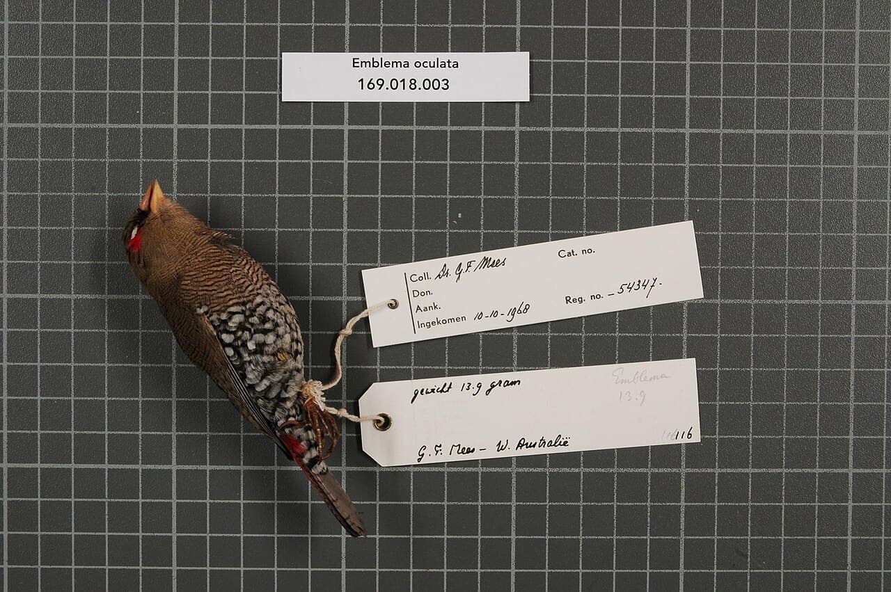 Red-eared Firetail