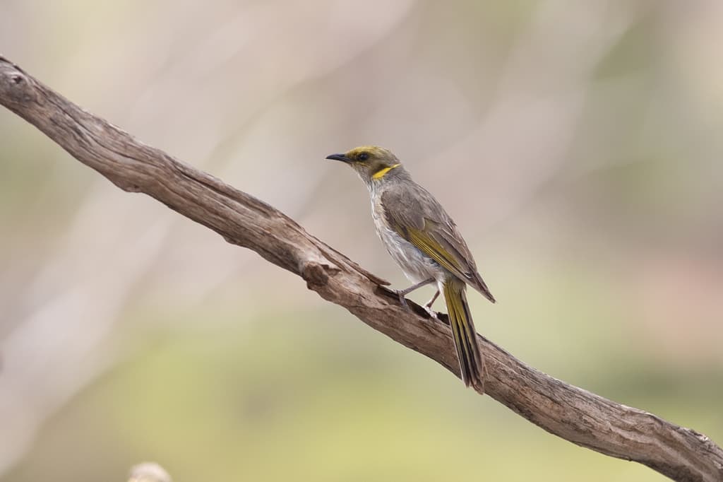 Yellow-plumed Honeyeater