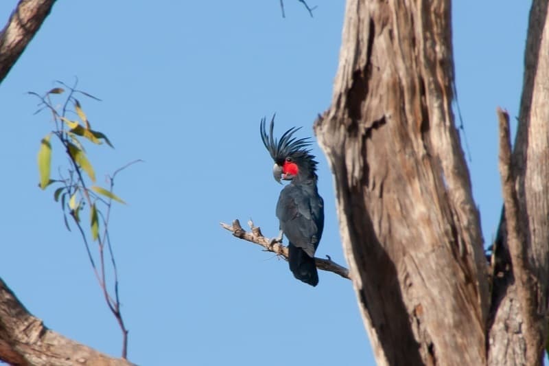 Palm Cockatoo