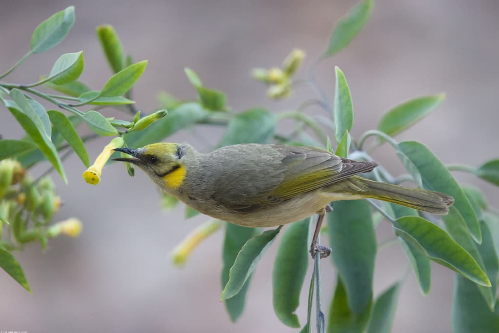 Grey-fronted Honeyeater