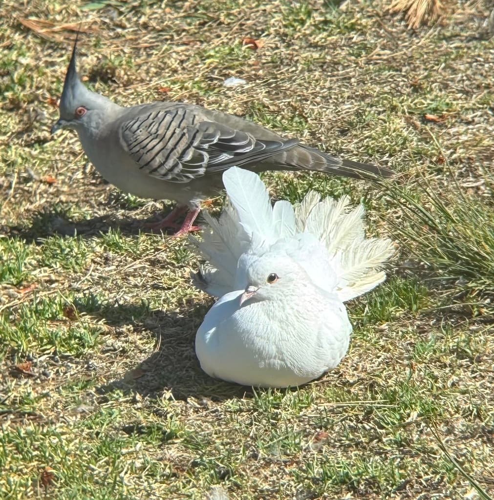Rock Pigeon