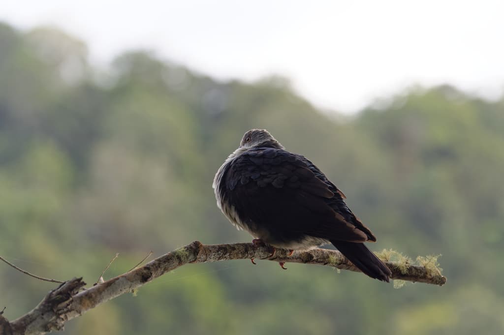 White-headed Pigeon