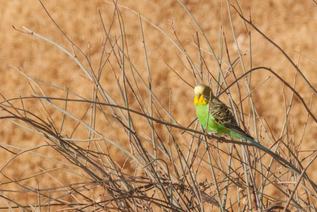Budgerigar