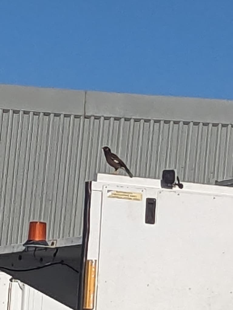 Common Myna